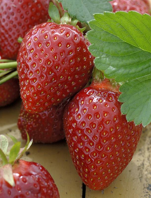 Fraisier 'Ciflorette' - Image 3