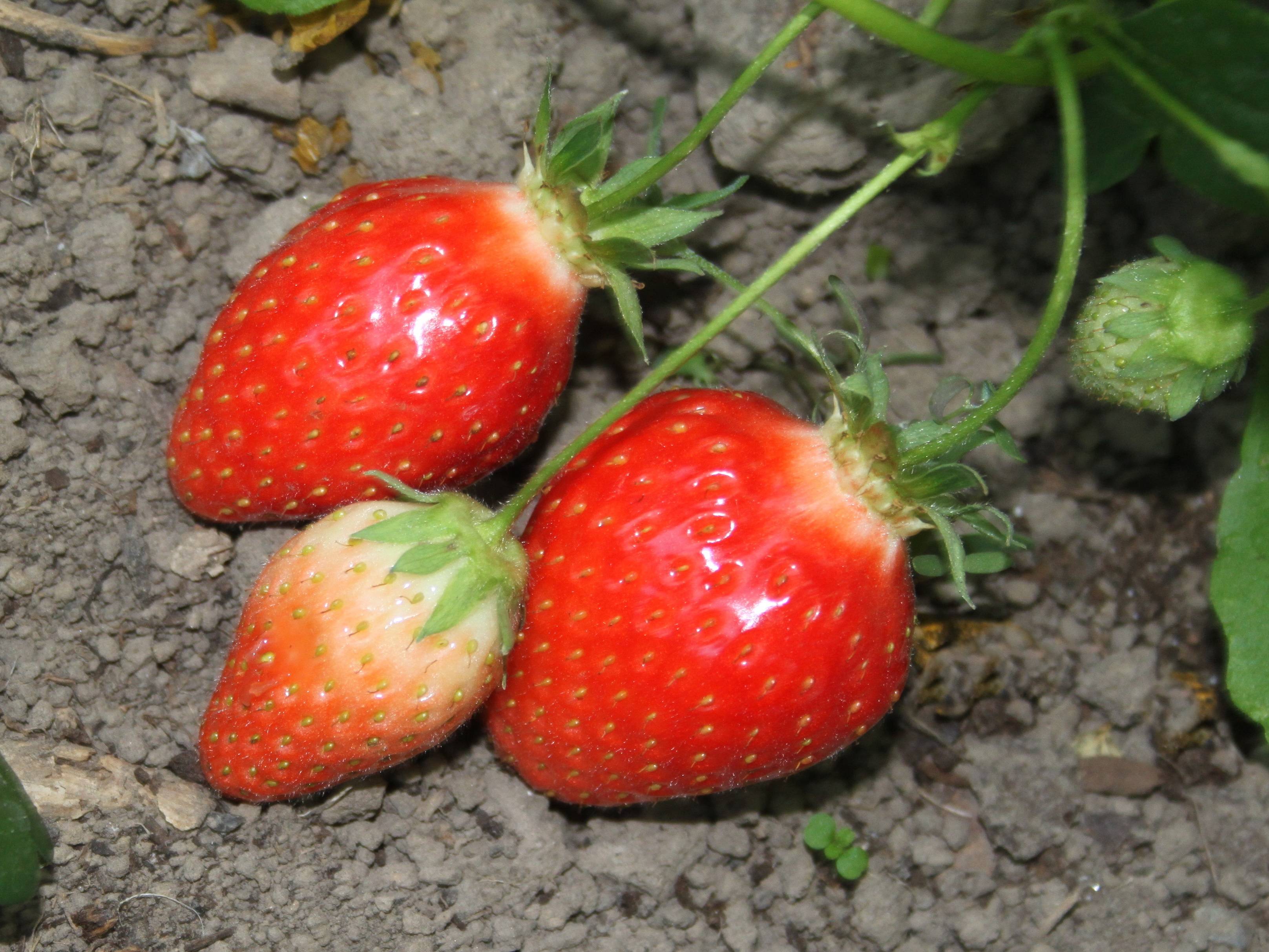 Fraisier 'Ciflorette' - Image 6