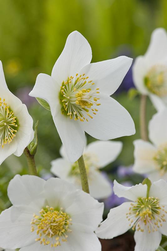 Helleborus niger - Hellébore (Rose de Noel) - Image 2