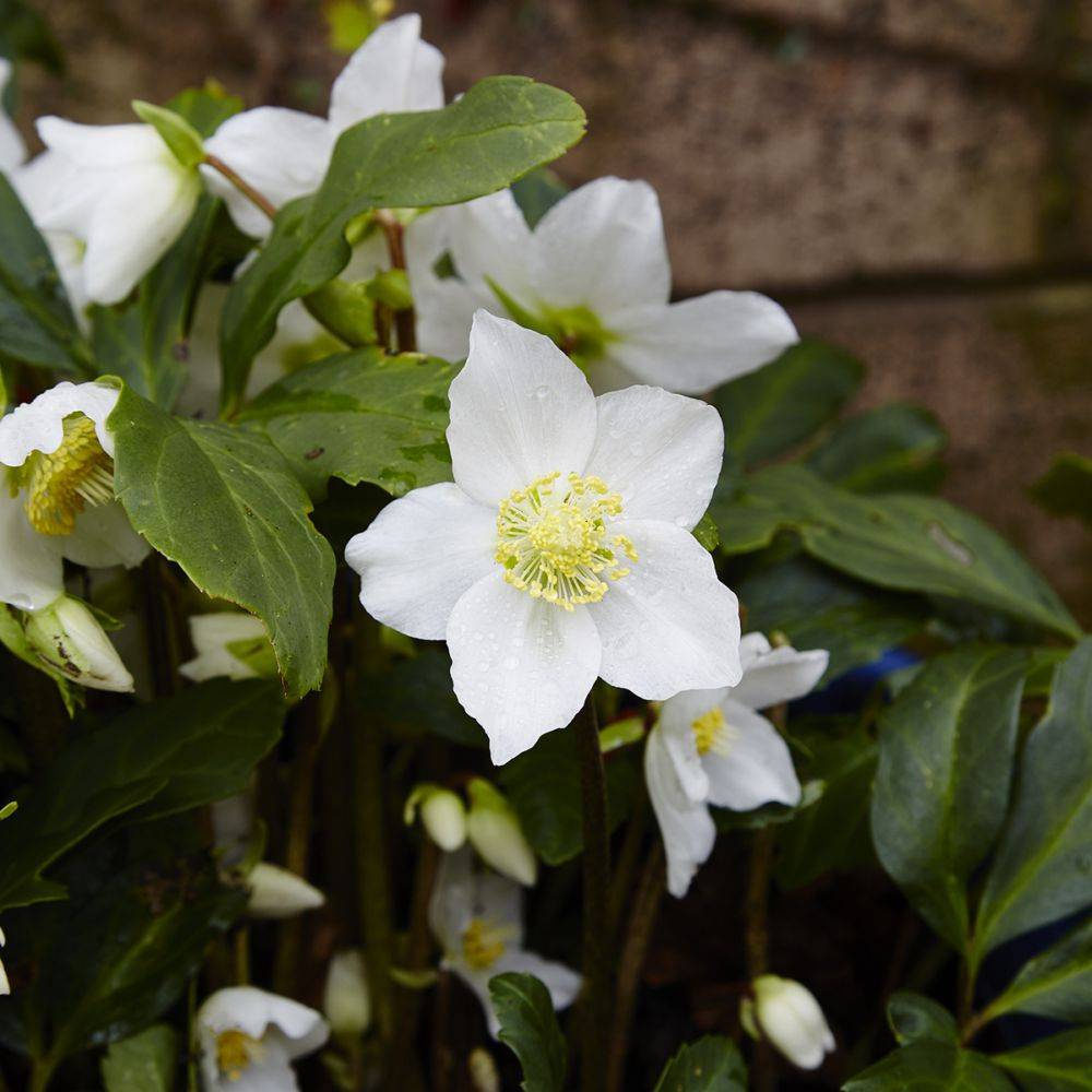 Helleborus niger - Hellébore (Rose de Noel) - Image 3