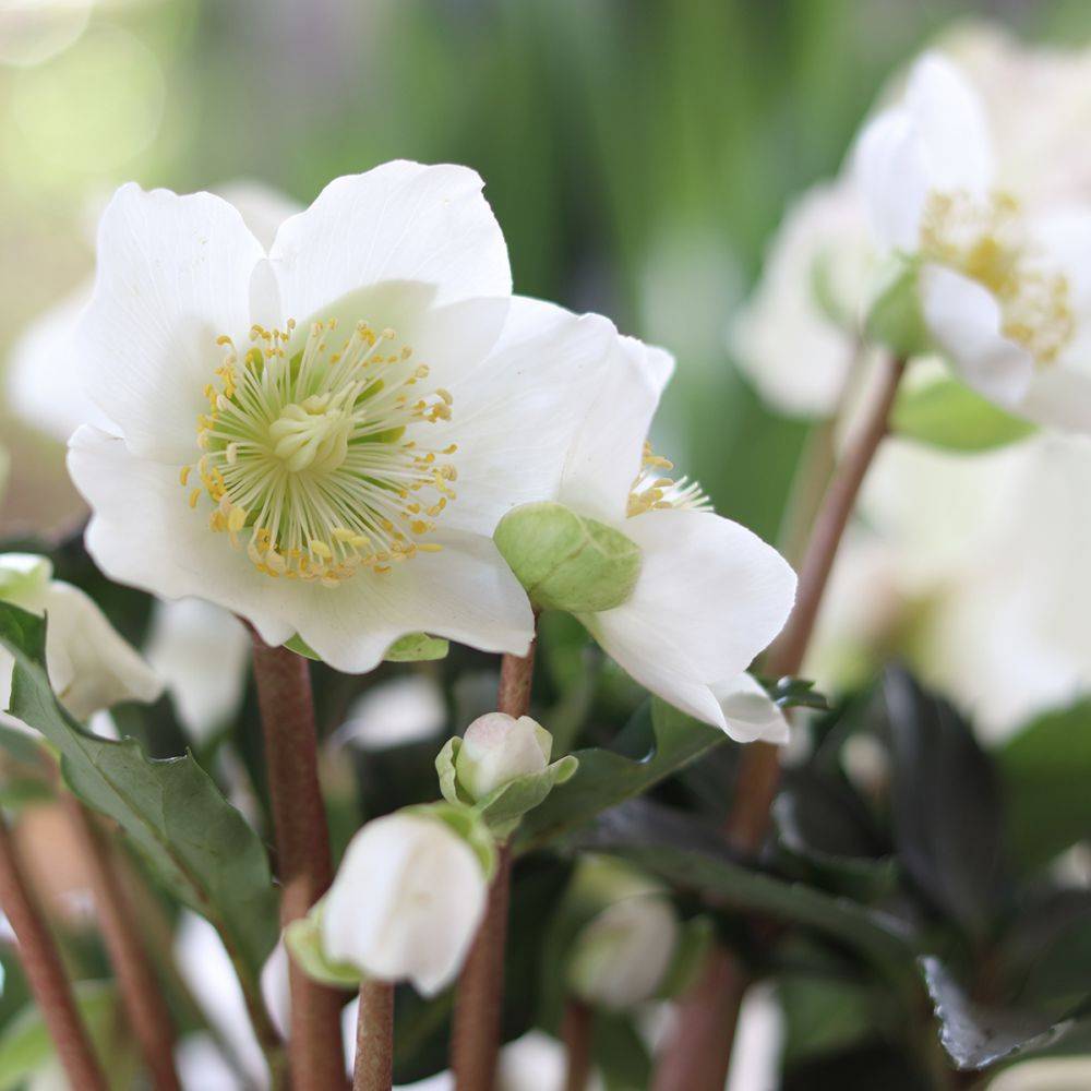 Helleborus niger - Hellébore (Rose de Noel) - Image 5
