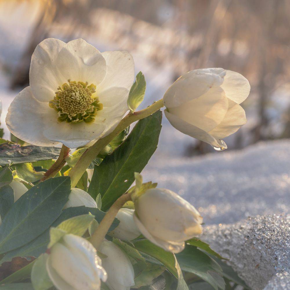 Helleborus niger - Hellébore (Rose de Noel) - Image 4