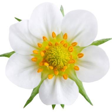 Fraisier 'Charlotte' - Image 2
