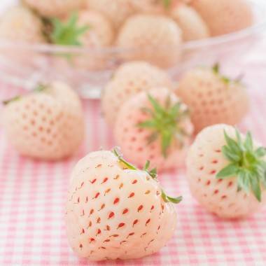 Fraisier 'Charlotte' - Image 5