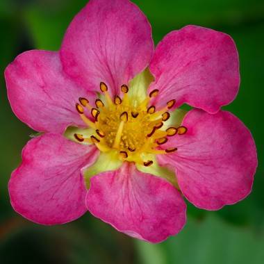 Fraisier 'Charlotte' - Image 24