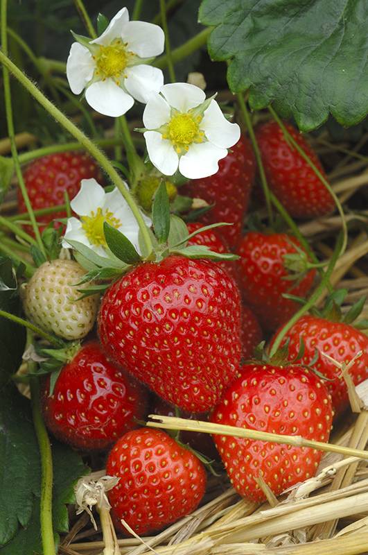 Fraisier 'Cirafine' - Image 3