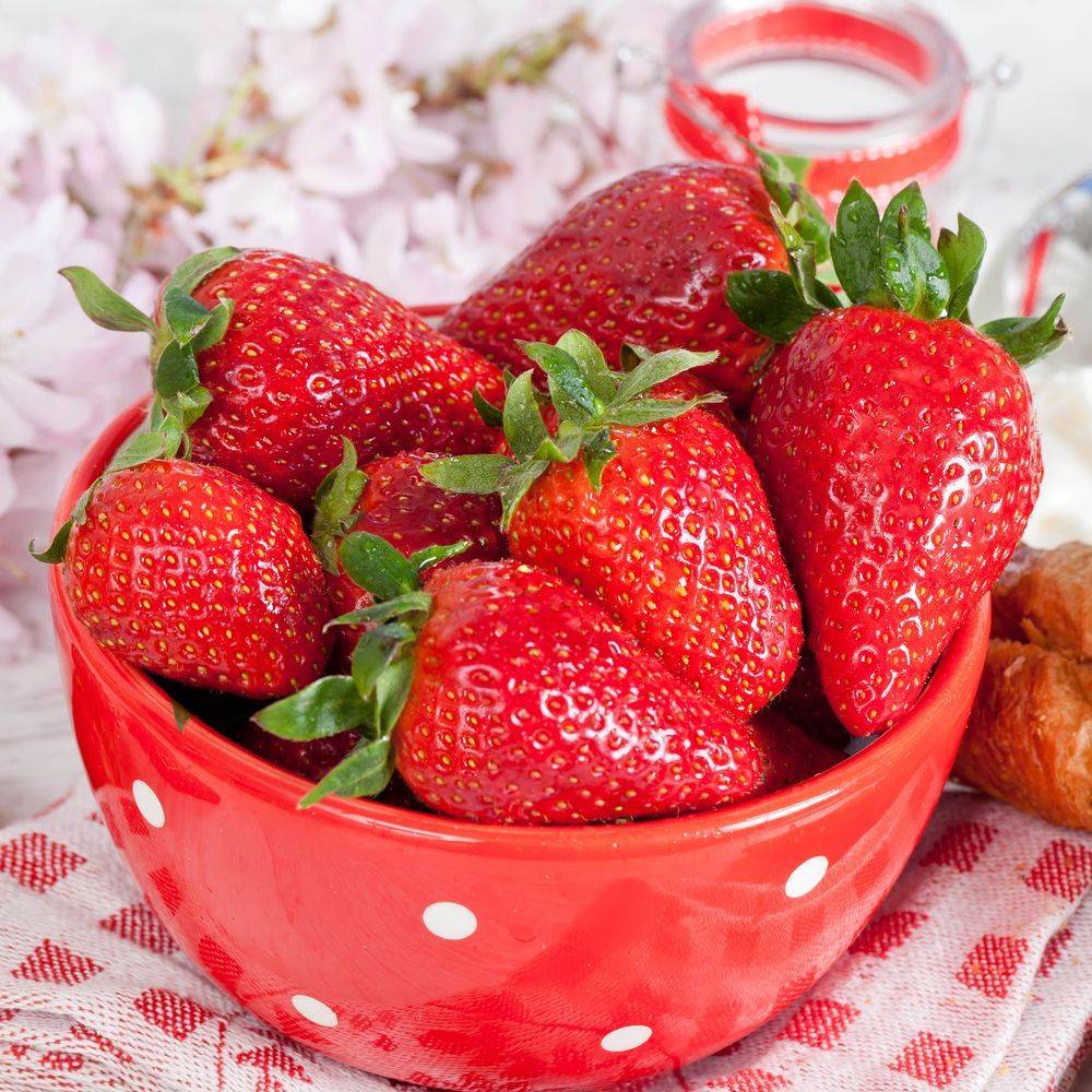 Fraisier 'Cirafine' - Image 5