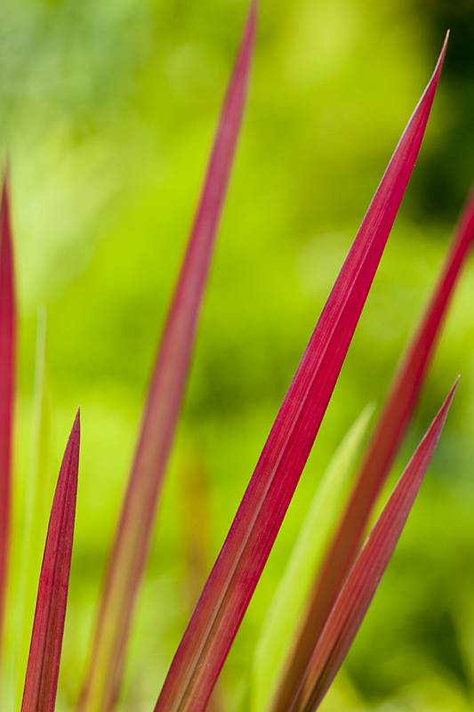 Imperata cylindrica 'Red Baron' - Graminée Herbe sanglante - Image 3