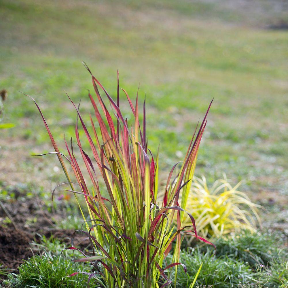 Imperata cylindrica 'Red Baron' - Graminée Herbe sanglante - Image 1
