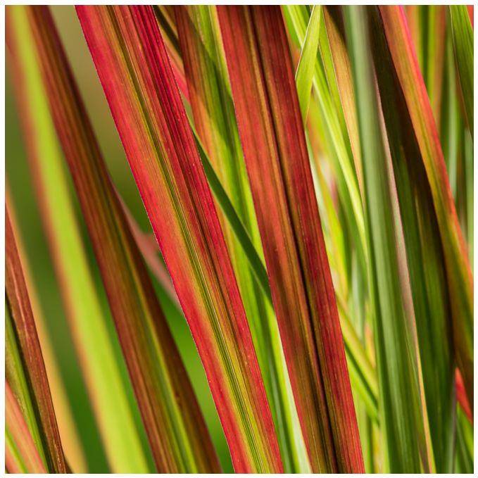 Imperata cylindrica 'Red Baron' - Graminée Herbe sanglante - Image 8