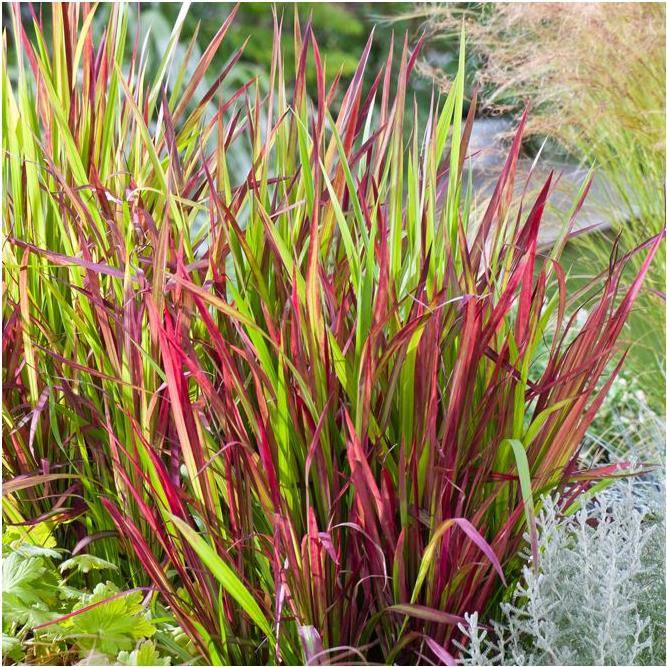 Imperata cylindrica 'Red Baron' - Graminée Herbe sanglante - Image 4