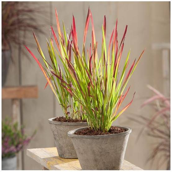 Imperata cylindrica 'Red Baron' - Graminée Herbe sanglante - Image 7