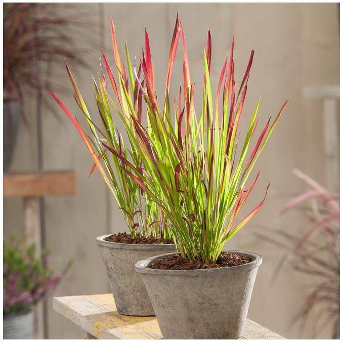 Imperata cylindrica 'Red Baron' - Graminée Herbe sanglante - Image 7