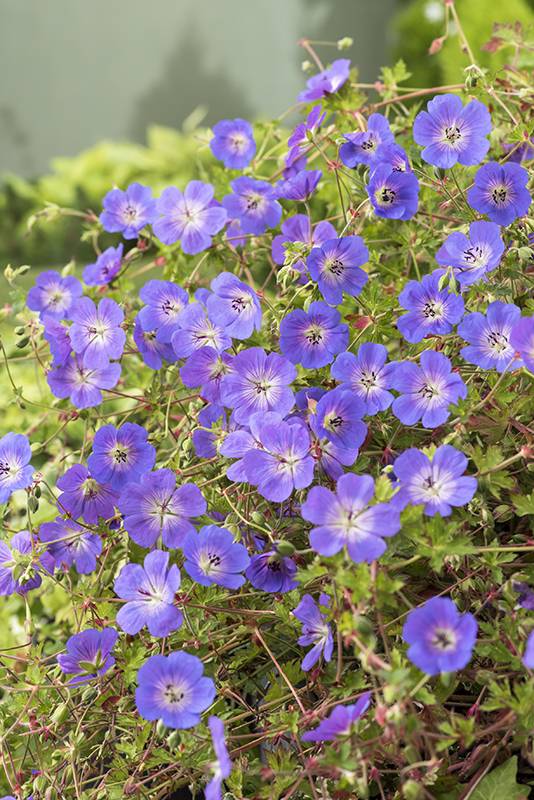 Géranium 'Rozanne' - Géranium vivace - Image 3