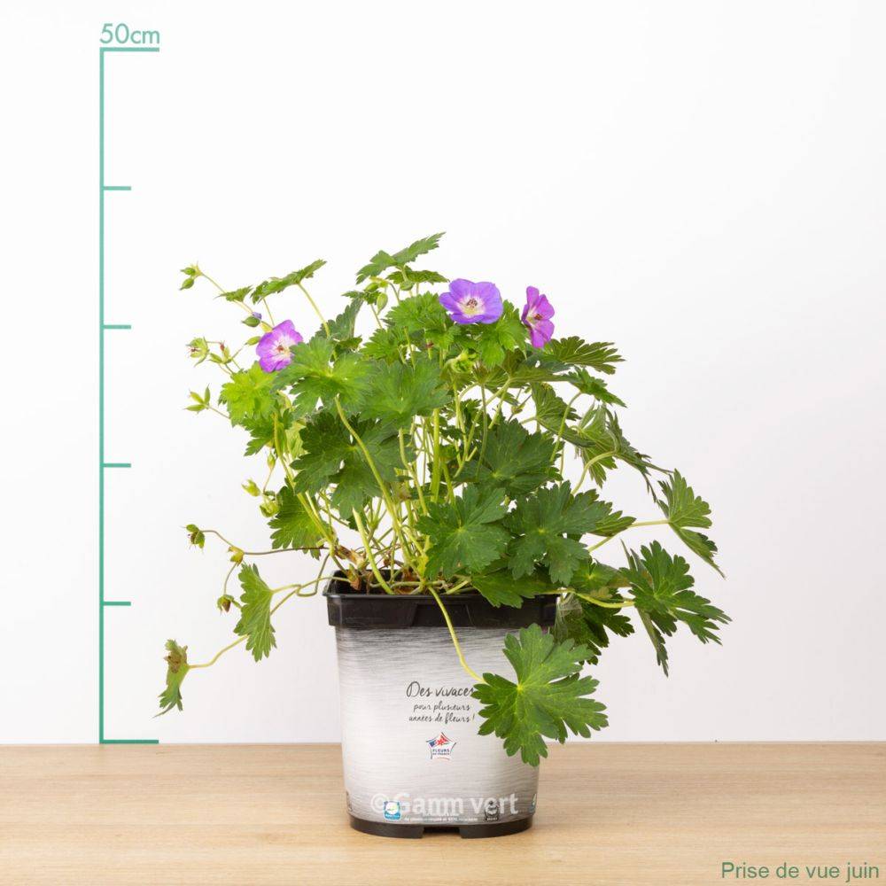 Géranium 'Rozanne' - Géranium vivace - Image 14