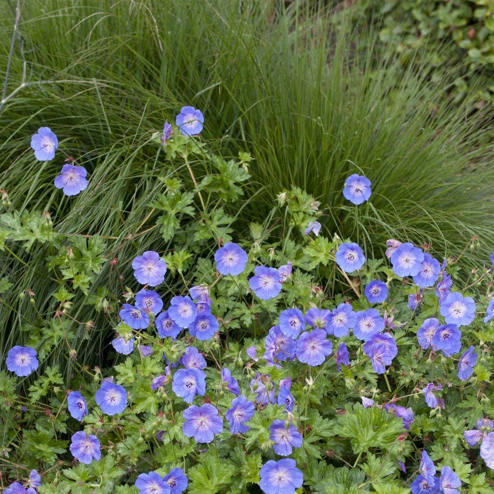 Géranium 'Rozanne' - Géranium vivace - Image 12