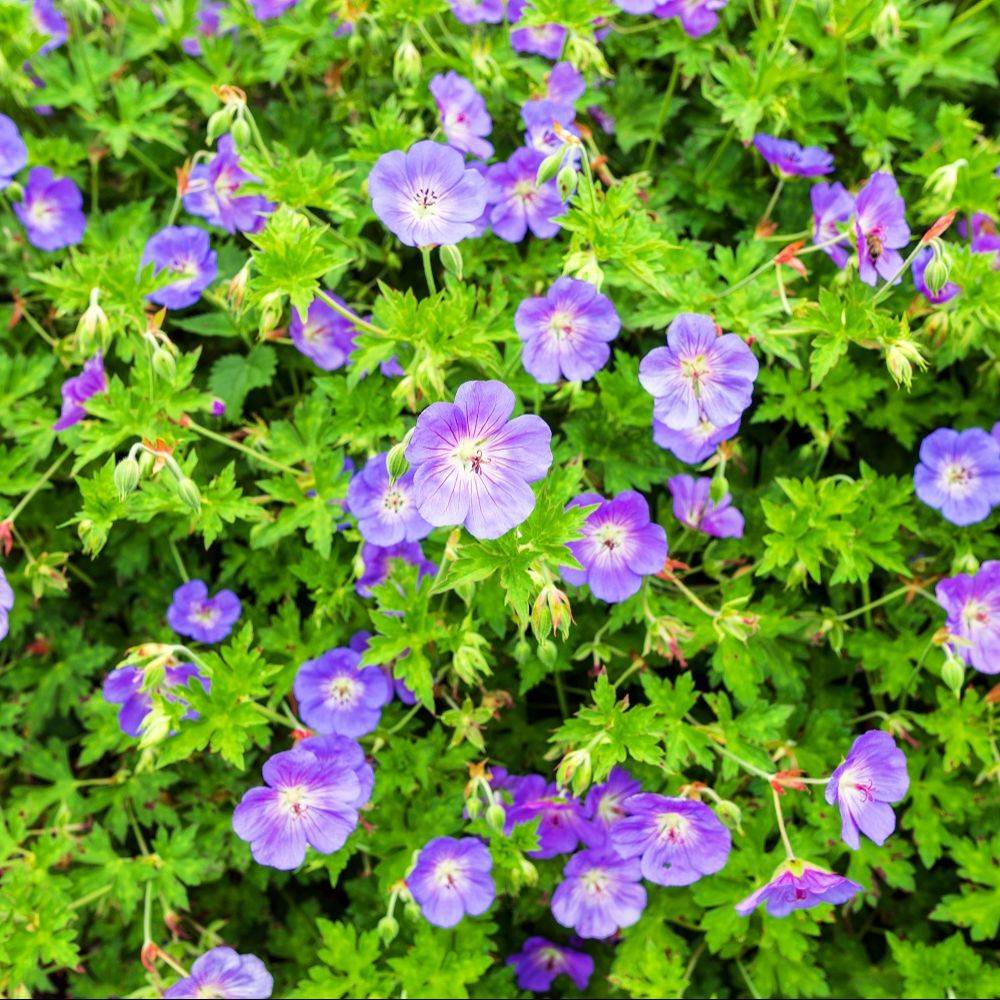 Géranium 'Rozanne' - Géranium vivace - Image 10