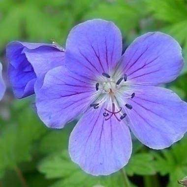 Géranium cantabrigiense 'Biokovo' - Géranium vivace - Image 6