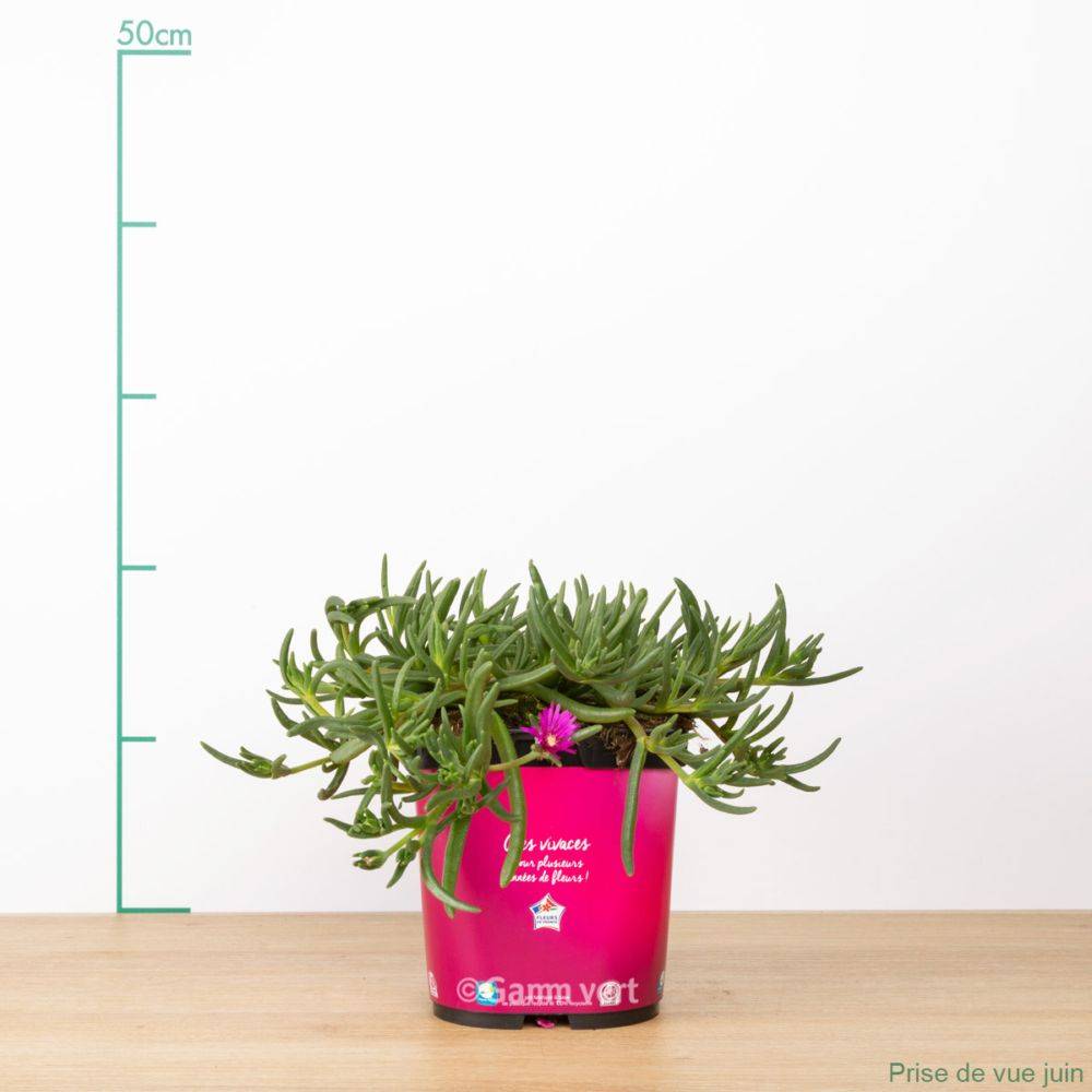 Delosperma cooperi - Pourpier de Cooper (Ficoïde) - Image 5