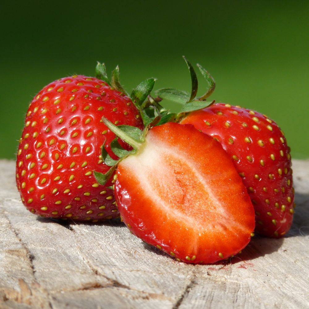 Fraisier 'Mara des Bois' - Image 8