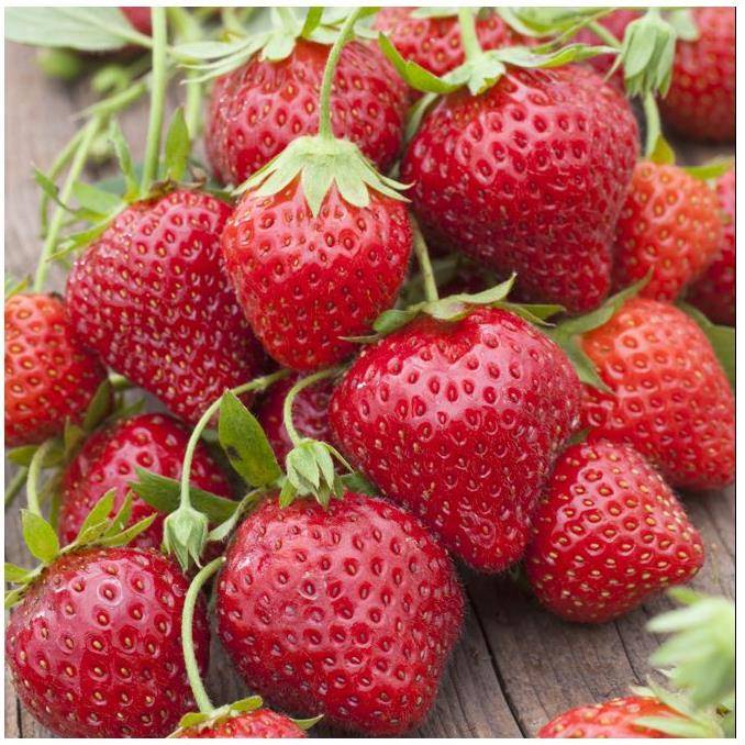 Fraisier 'Mara des Bois' - Image 7