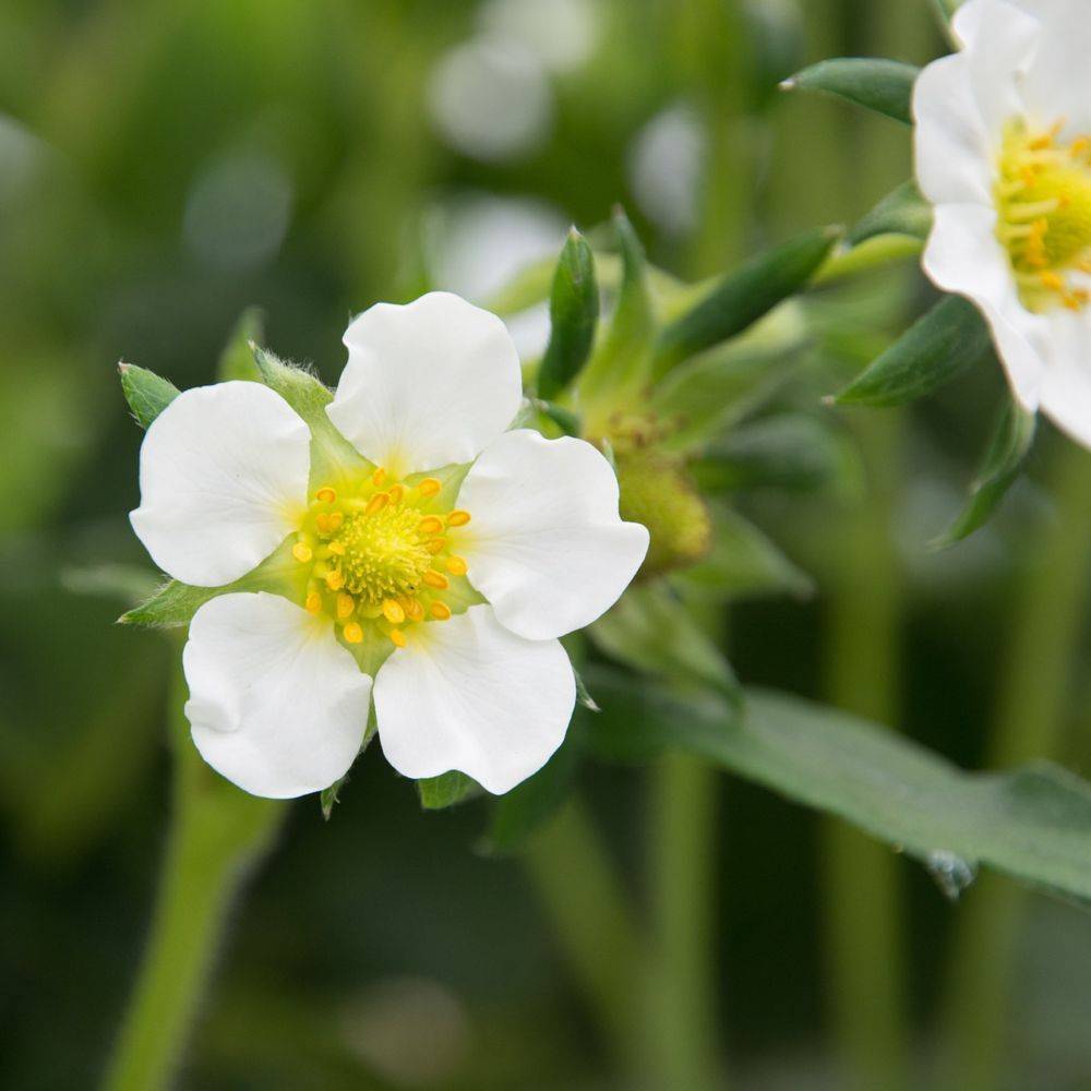 Fraisier 'Mara des Bois' - Image 11