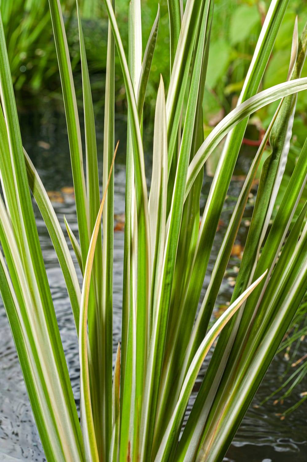 Acorus calamus 'Variegatus' - Graminée Acore panaché
