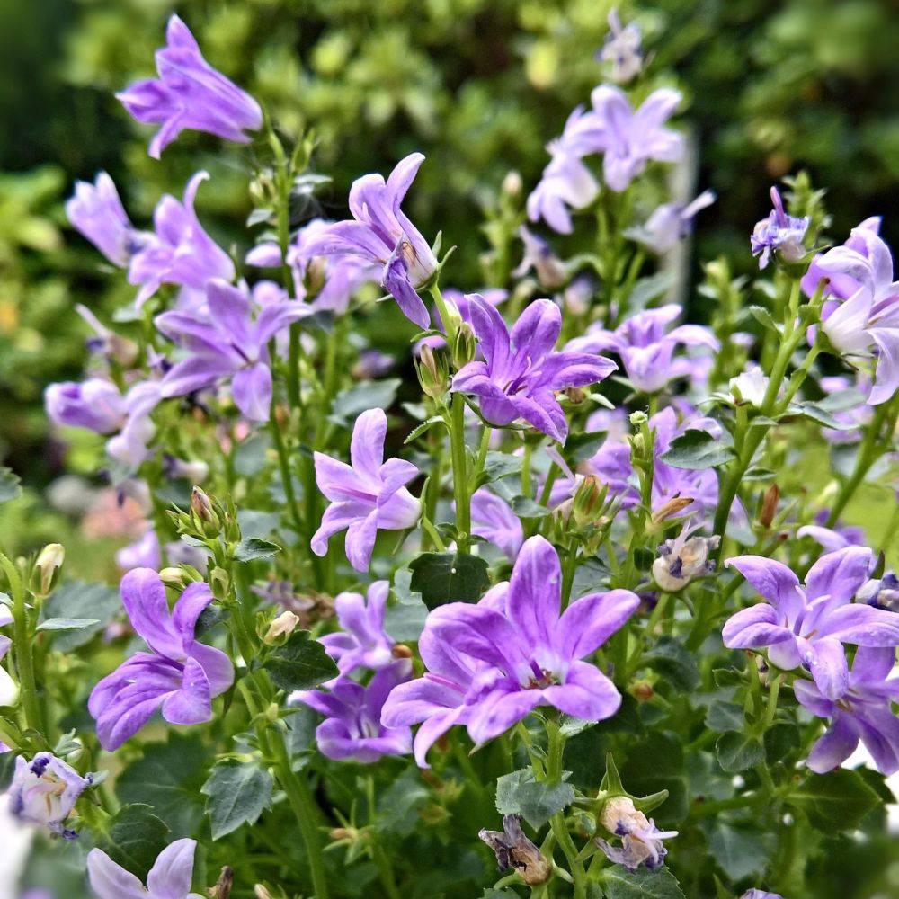 Campanula muralis - Campanule des murailles - Image 7