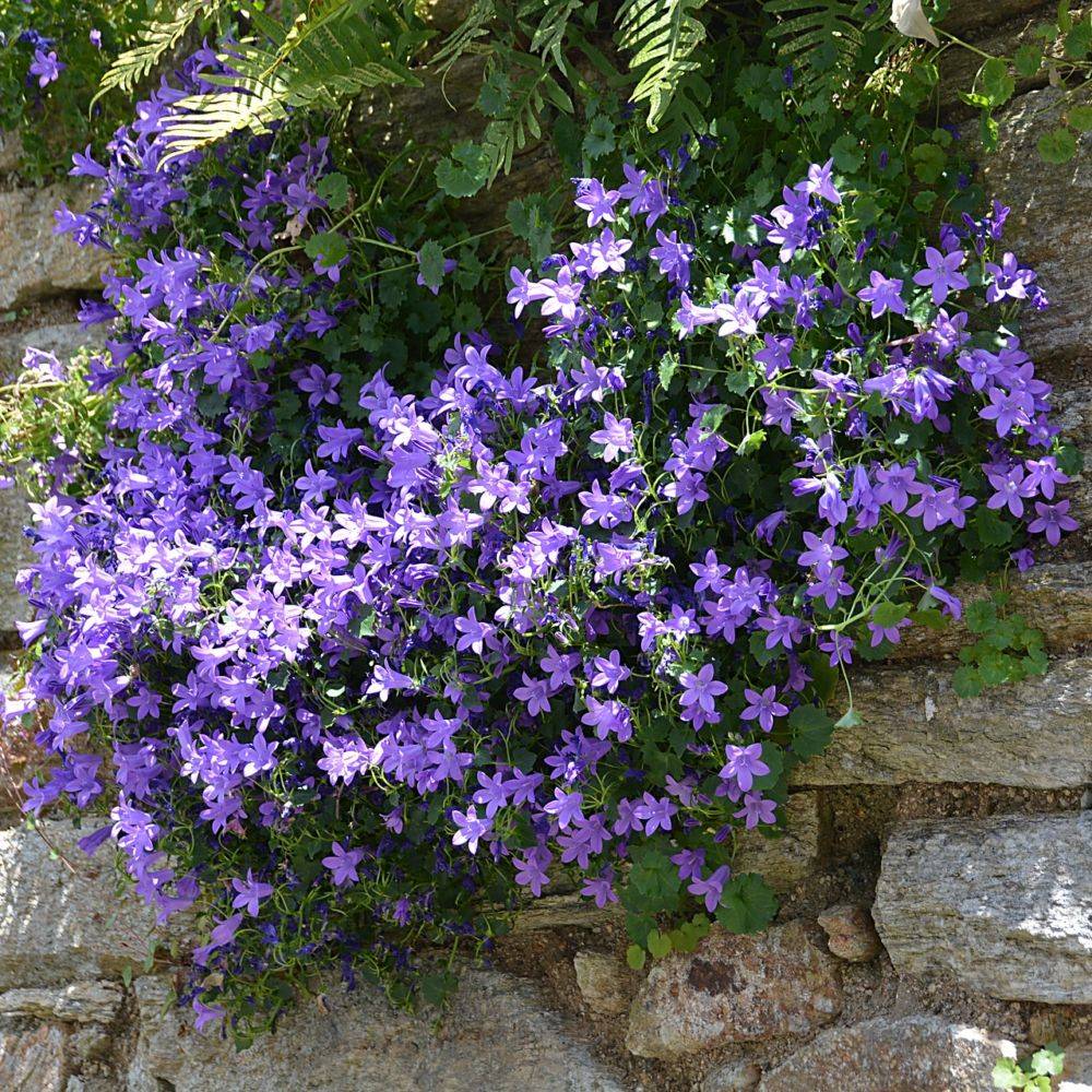 Campanula muralis - Campanule des murailles - Image 8