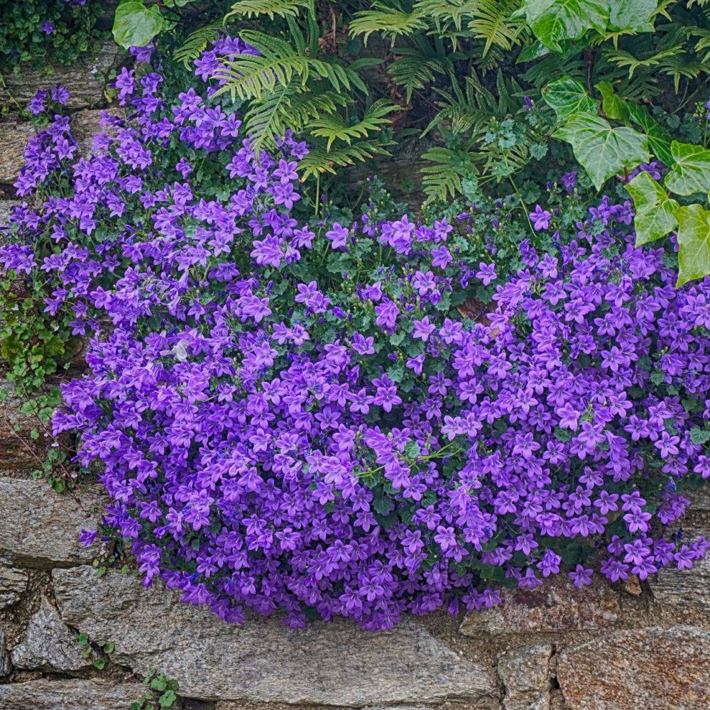 Campanula muralis - Campanule des murailles - Image 10