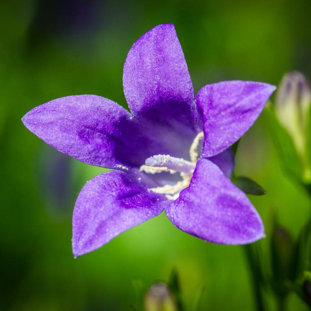 Campanula muralis - Campanule des murailles - Image 5