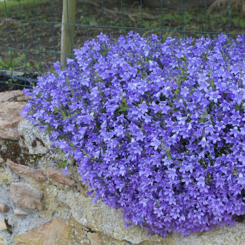 Campanula muralis - Campanule des murailles - Image 1