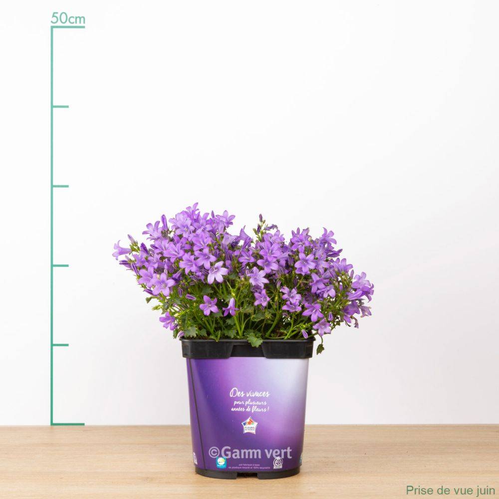 Campanula muralis - Campanule des murailles - Image 12