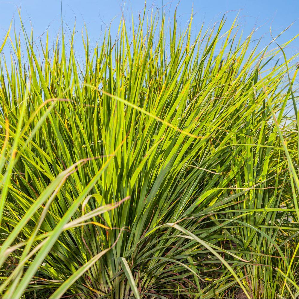Citronnelle de Madagascar - Prêt à consommer - Image 7