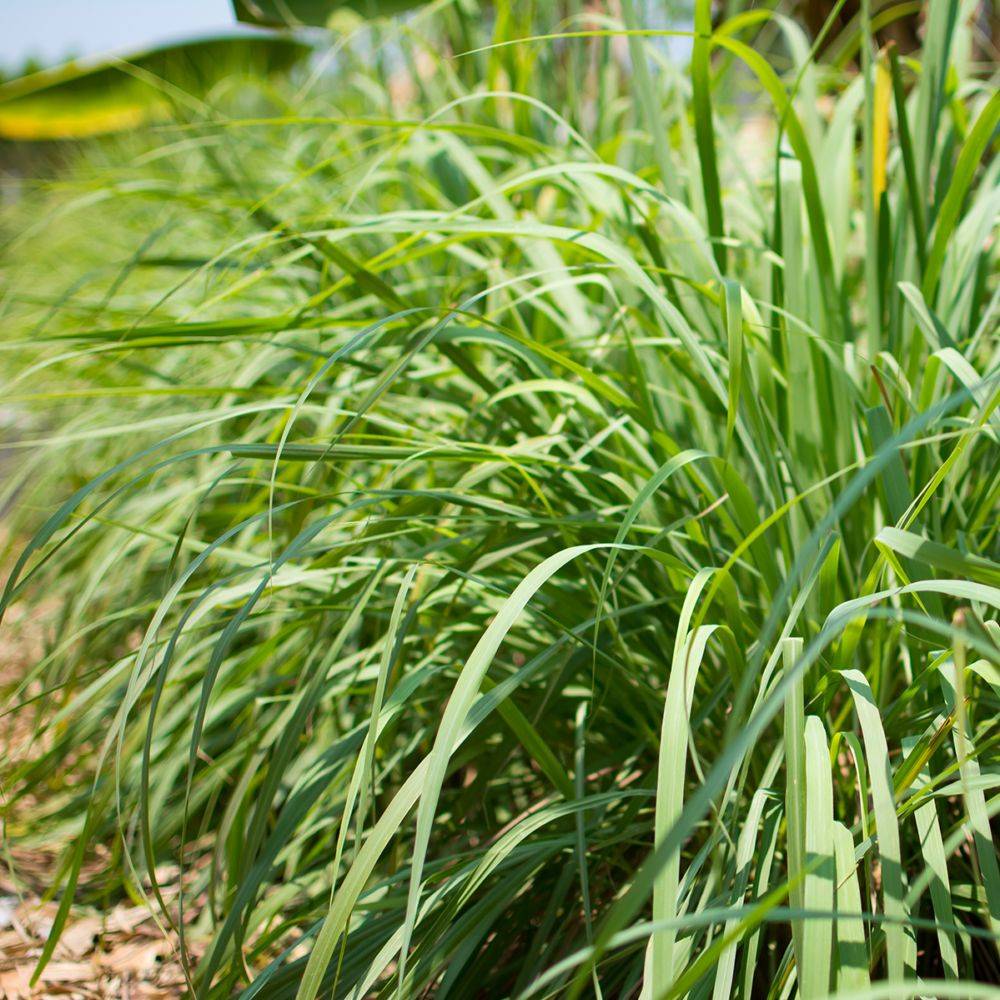 Citronnelle de Madagascar - Prêt à consommer - Image 9