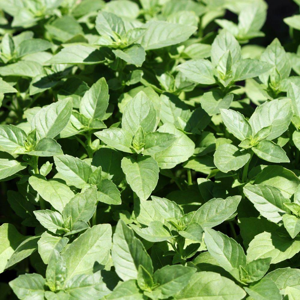 Basilic 'Grand Vert' - Prêt à consommer - Image 1