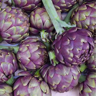 Artichaut 'Amethyste'