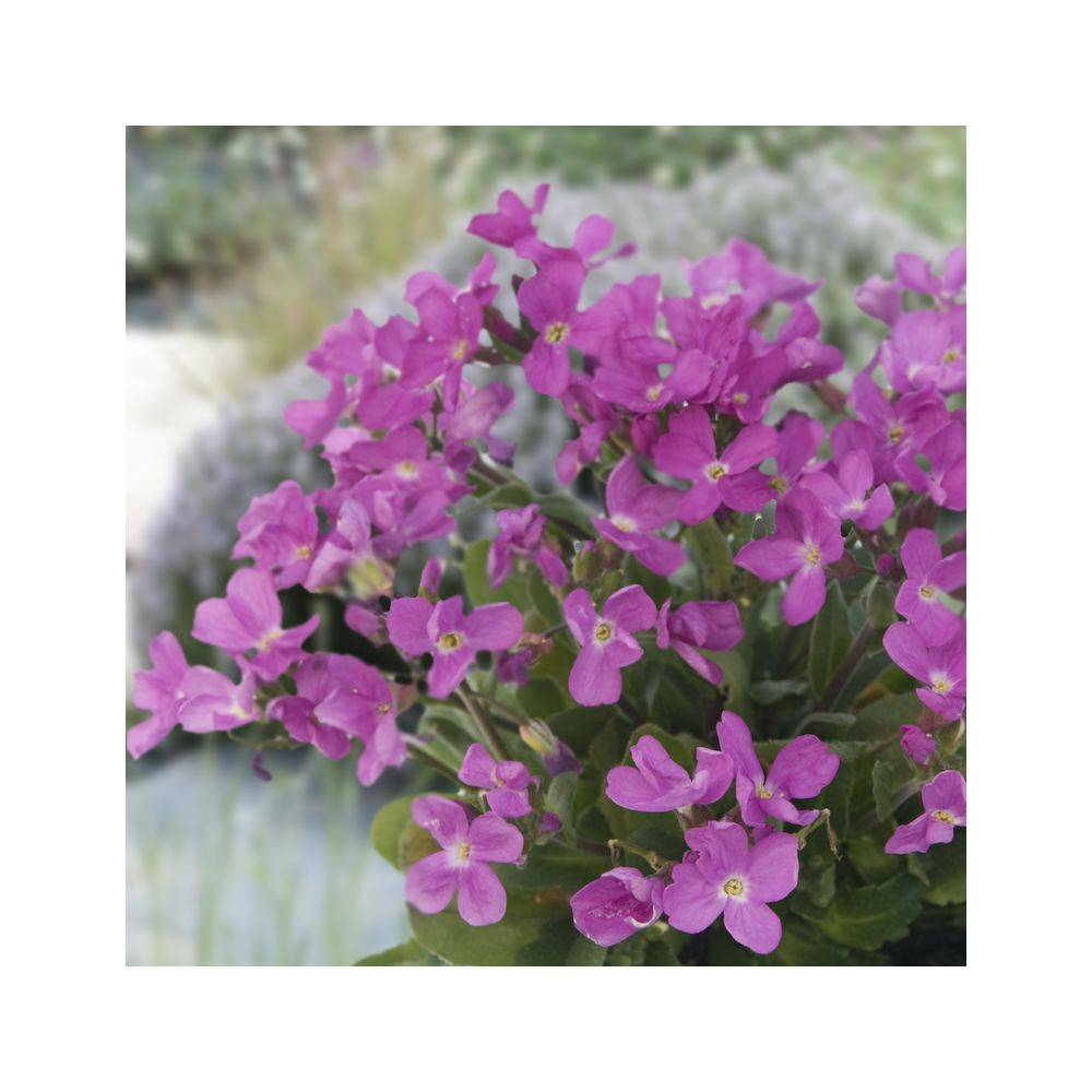 Arabis blepharophylla - Arabette - Image 1