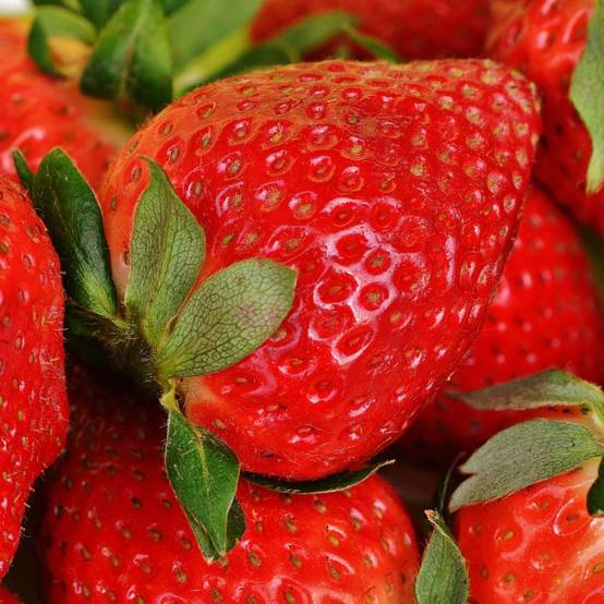 Fraisier 'Gento' - Image 3