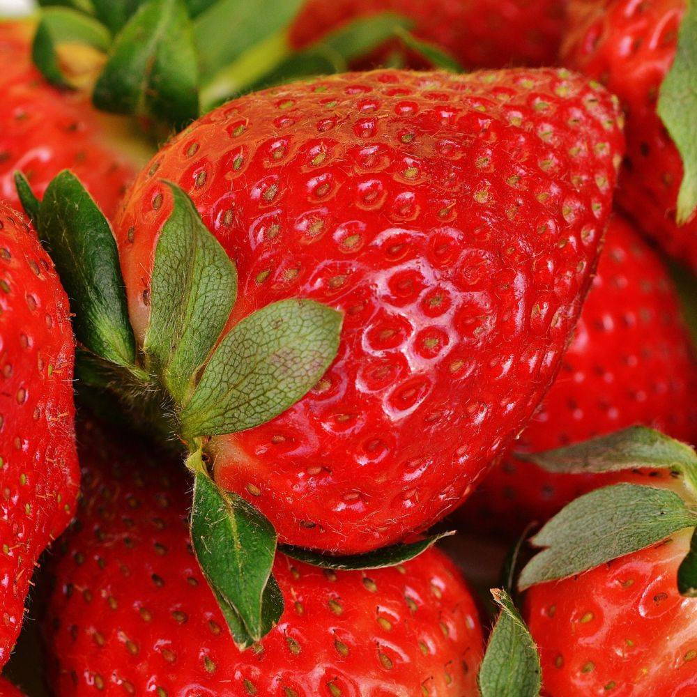 Fraisier 'Gento' - Image 1