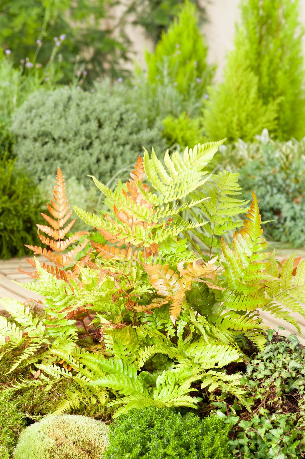 Dryopteris erythrosora 'Prolifica' - Fougère