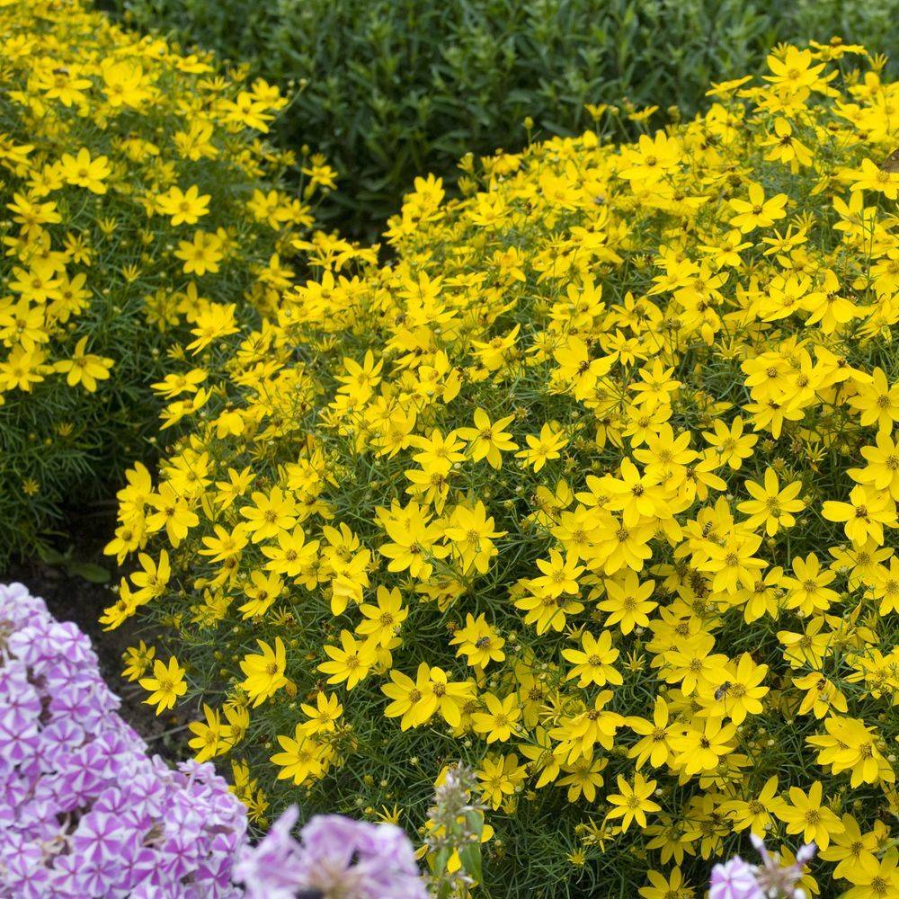 Coréopsis verticillata 'Grandiflora' - Image 3