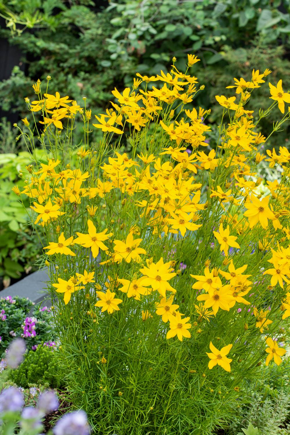 Coréopsis verticillata 'Grandiflora'