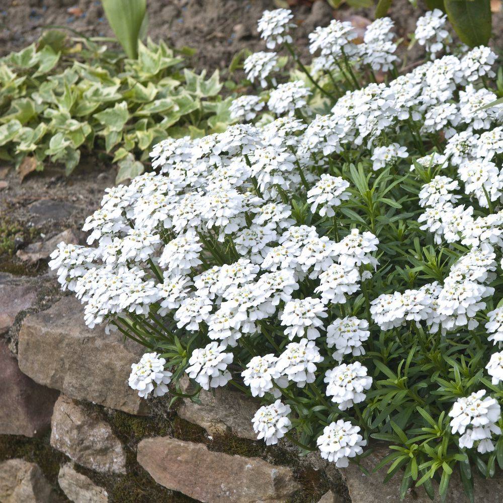 Iberis sempervirens - Thlaspi - Image 4