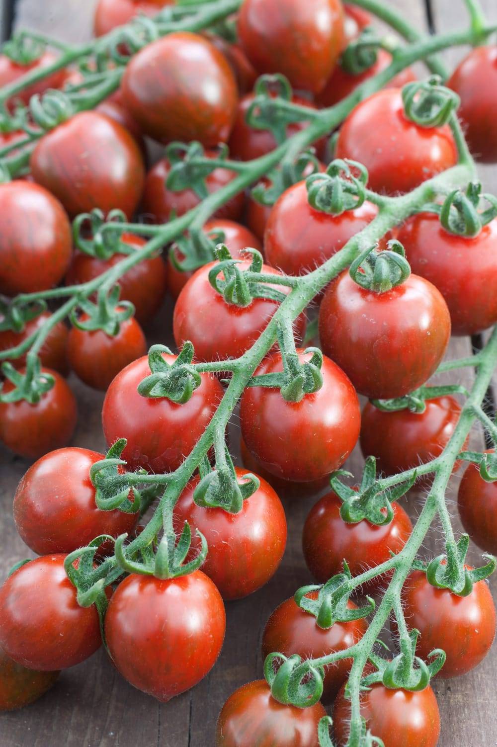TOMATE 'Apero' en barquette de 6 godets de 7 cm