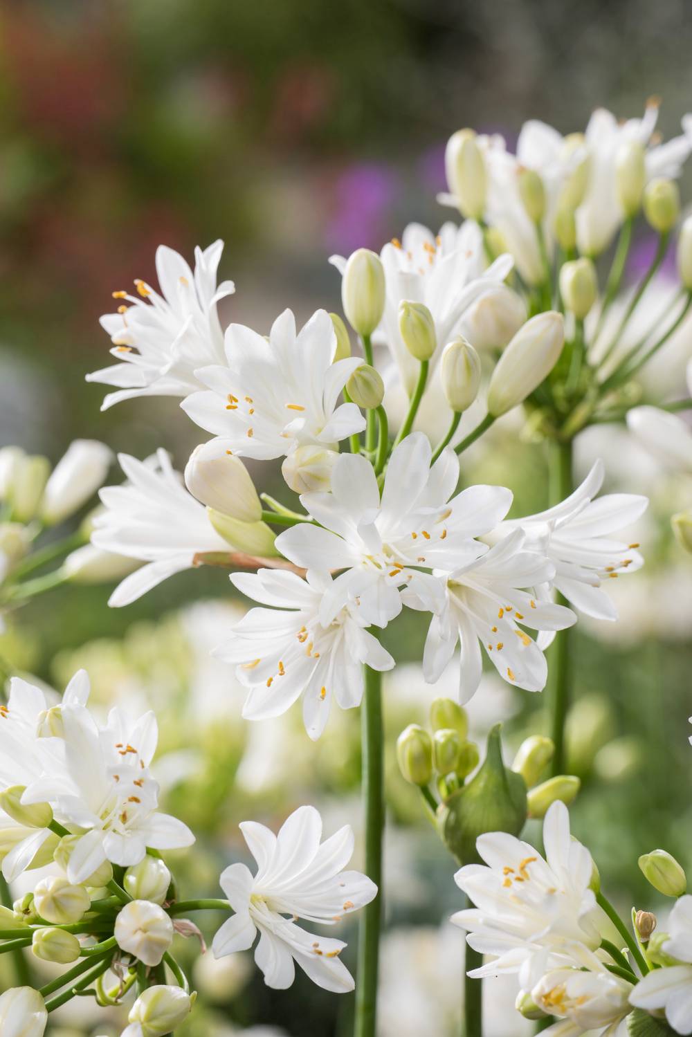 Agapanthus 'Double Diamond' - Agapanthe