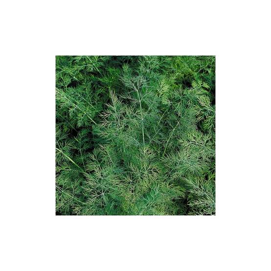 Aneth - Image 5