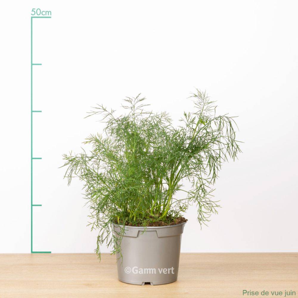 Aneth - Image 7