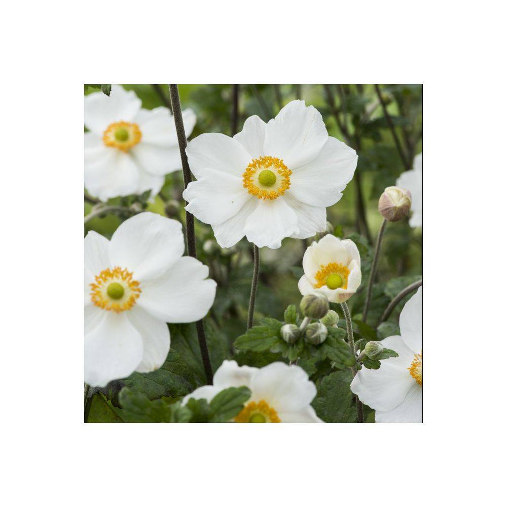 Anémone hupehensis 'Honorine Jobert' - Image 4