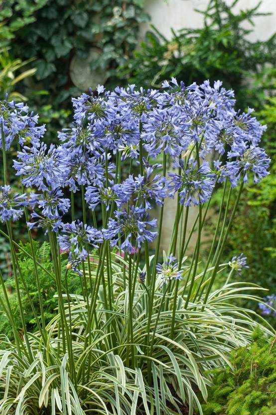 Agapanthus 'Silver Moon' - Agapanthe
